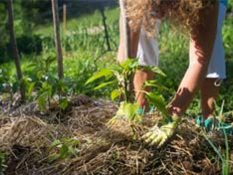 Pourquoi réaliser un paillage organique ?