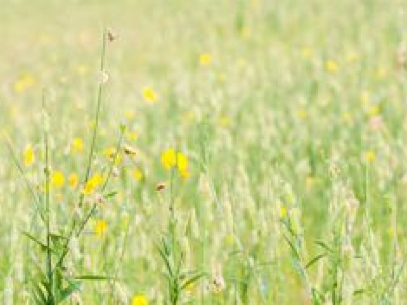 6 bonnes raisons de réaliser un paillage de chanvre dans le jardin !