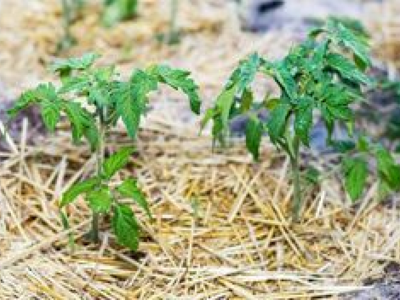 Paillage des tomates : tous nos conseils pour réussir !