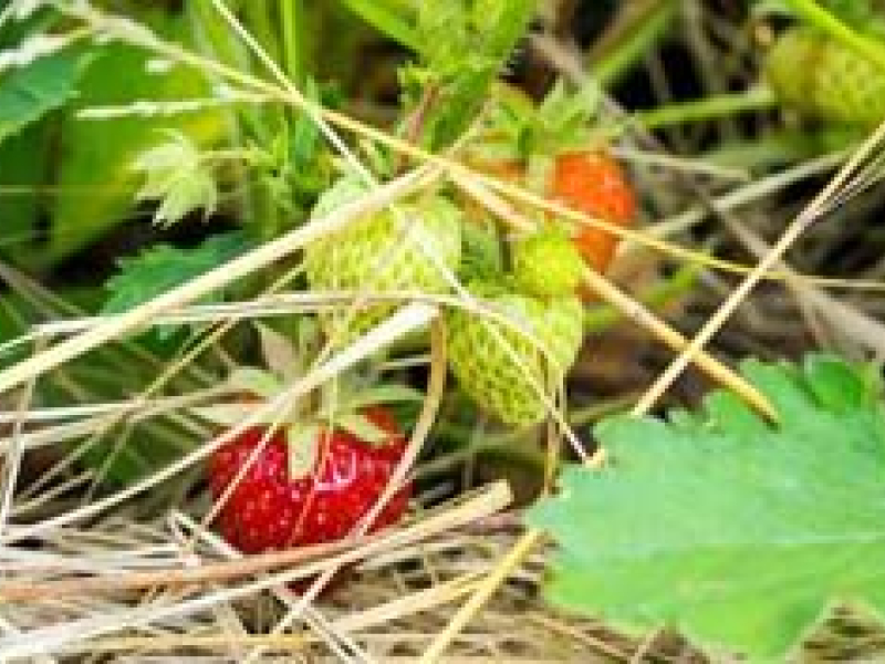 Paillage des fraises, comment s'y prendre ?