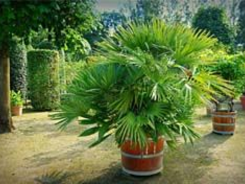 Quel terreau pour un palmier ?