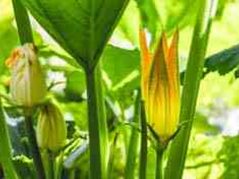 Tout savoir sur le paillage de la courgette