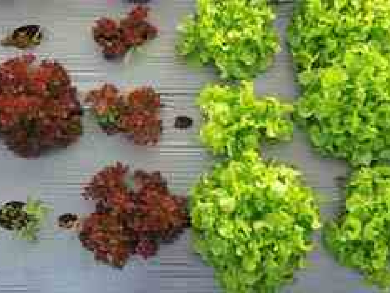 Paillage de la salade : comment s'y prendre ?
