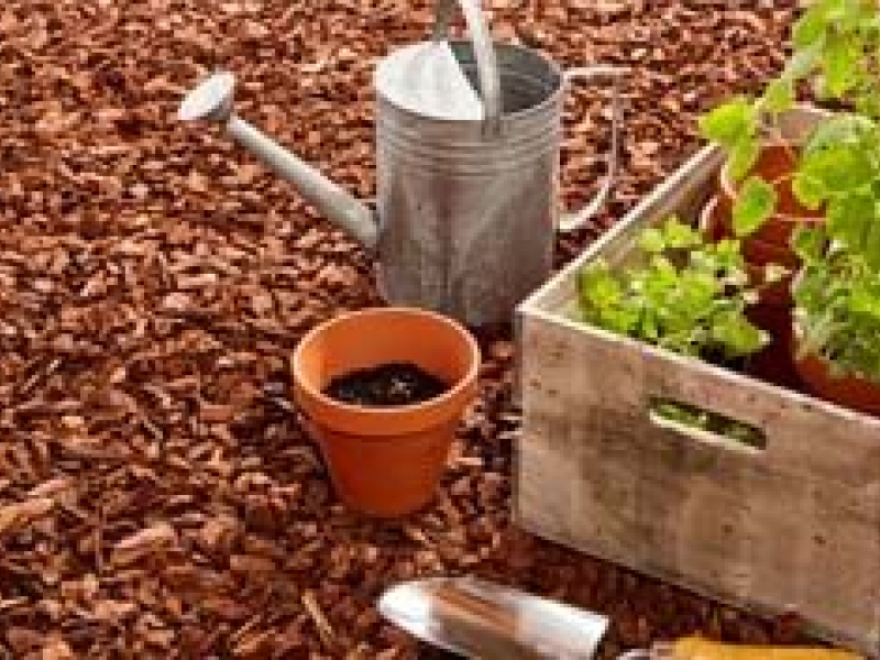 Bienfaits et utilisations du paillage d'écorces de pin