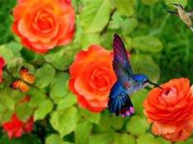 Quel paillis pour les rosiers ?