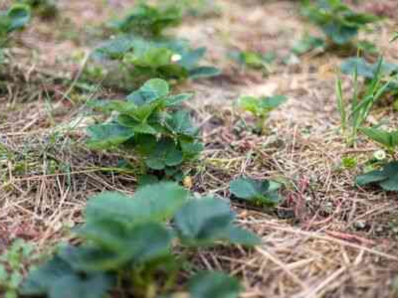 Tout savoir sur le paillage en permaculture.