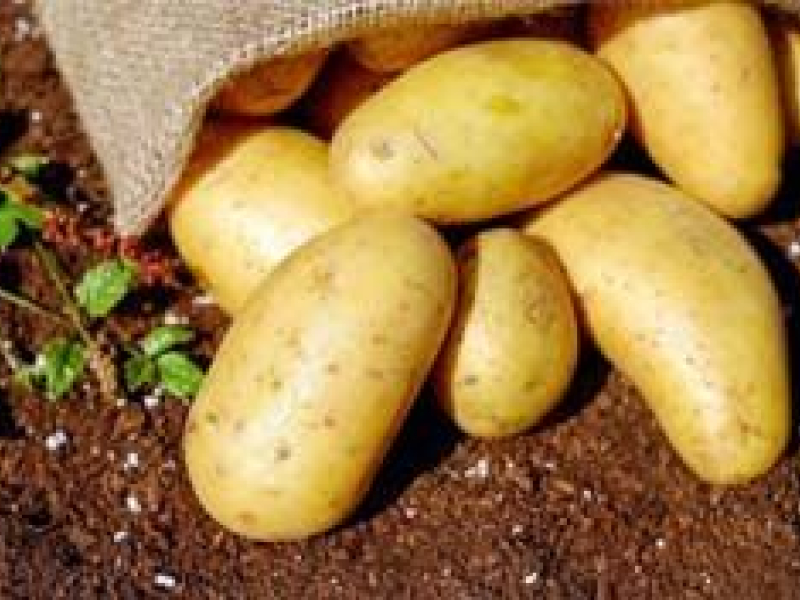 Tout savoir sur le paillage de la pomme de terre